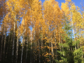 O:Metsätila Etelä-Karjala, Metsätilat ja maatilat, Imatra, Tori.fi O:Metsätila Etelä-Karjala, Metsätilat ja maatilat, Imatra, Tori.fi