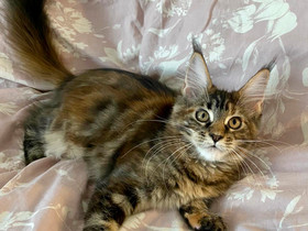 Maine Coon tyttö, Kissat, Lemmikkieläimet, Espoo, Tori.fi Maine Coon tyttö, Kissat, Lemmikkieläimet, Espoo, Tori.fi