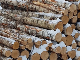 Koivurankaa toimitettuna, Maatalous, Lappeenranta, Tori.fi Koivurankaa toimitettuna, Maatalous, Lappeenranta, Tori.fi