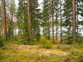 6000m², Oritsalontie, Puumala, Tontit, Puumala, Tori.fi 6000m², Oritsalontie, Puumala, Tontit, Puumala, Tori.fi