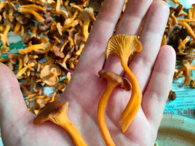 Tuoreita suppilovahveroita, Hyvinvointi ja elintarvikkeet, Terveys ja hyvinvointi, Evijärvi, Tori.fi Tuoreita suppilovahveroita, Hyvinvointi ja elintarvikkeet, Terveys ja hyvinvointi, Evijärvi, Tori.fi