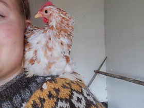 UPEA Kääpiökoch kukko, Muut eläimet, Lemmikkieläimet, Kruunupyy, Tori.fi UPEA Kääpiökoch kukko, Muut eläimet, Lemmikkieläimet, Kruunupyy, Tori.fi