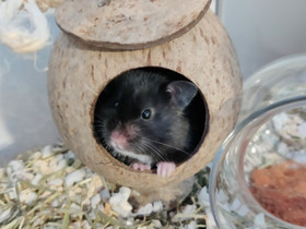 Syyrialainen hamsteri, Jyrsijät, Lemmikkieläimet, Kokkola, Tori.fi Syyrialainen hamsteri, Jyrsijät, Lemmikkieläimet, Kokkola, Tori.fi
