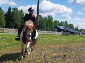 Vuokrahevonen, Hevoset ja ponit, Hevoset ja hevosurheilu, Lapua, Tori.fi Vuokrahevonen, Hevoset ja ponit, Hevoset ja hevosurheilu, Lapua, Tori.fi