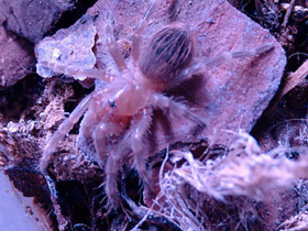 Acanthoscurria geniculata - koko paketti, Muut eläimet, Lemmikkieläimet, Vaasa, Tori.fi Acanthoscurria geniculata - koko paketti, Muut eläimet, Lemmikkieläimet, Vaasa, Tori.fi