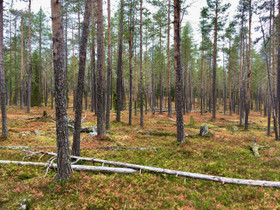 Pieni metsätila Pohjois-Suomesta, Metsätilat ja maatilat, Oulu, Tori.fi Pieni metsätila Pohjois-Suomesta, Metsätilat ja maatilat, Oulu, Tori.fi