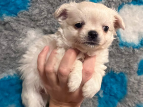 Valkoiset Chihuahua pennut, Koirat, Lemmikkieläimet, Kuopio, Tori.fi Valkoiset Chihuahua pennut, Koirat, Lemmikkieläimet, Kuopio, Tori.fi