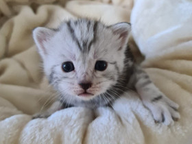 Hurmaavia tabby-kuvio kissanpentuja, Kissat, Lemmikkieläimet, Kirkkonummi, Tori.fi Hurmaavia tabby-kuvio kissanpentuja, Kissat, Lemmikkieläimet, Kirkkonummi, Tori.fi