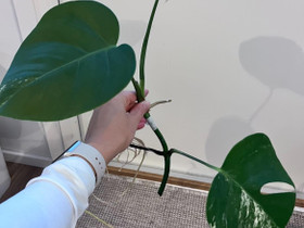 Monstera variegata, Kasvit ja siemenet, Piha ja puutarha, Seinäjoki, Tori.fi Monstera variegata, Kasvit ja siemenet, Piha ja puutarha, Seinäjoki, Tori.fi