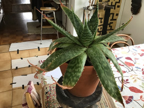 Aloe saponaria, suopa-aaloe, mehikasvi, zebra-aloe, Kasvit ja siemenet, Piha ja puutarha, Helsinki, Tori.fi Aloe saponaria, suopa-aaloe, mehikasvi, zebra-aloe, Kasvit ja siemenet, Piha ja puutarha, Helsinki, Tori.fi