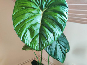Philodendron pastazanum, Kasvit ja siemenet, Piha ja puutarha, Järvenpää, Tori.fi Philodendron pastazanum, Kasvit ja siemenet, Piha ja puutarha, Järvenpää, Tori.fi