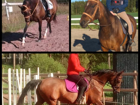 Aurassa siro pv-tamma, Hevoset ja ponit, Hevoset ja hevosurheilu, Aura, Tori.fi Aurassa siro pv-tamma, Hevoset ja ponit, Hevoset ja hevosurheilu, Aura, Tori.fi