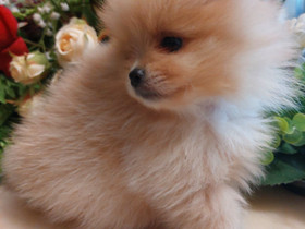 Pomeranian, Koirat, Lemmikkieläimet, Joensuu, Tori.fi Pomeranian, Koirat, Lemmikkieläimet, Joensuu, Tori.fi