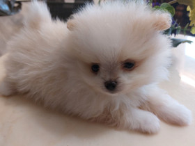 Pomeranian, Koirat, Lemmikkieläimet, Joensuu, Tori.fi Pomeranian, Koirat, Lemmikkieläimet, Joensuu, Tori.fi