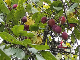 Luumuja, Muu piha ja puutarha, Piha ja puutarha, Ylöjärvi, Tori.fi Luumuja, Muu piha ja puutarha, Piha ja puutarha, Ylöjärvi, Tori.fi