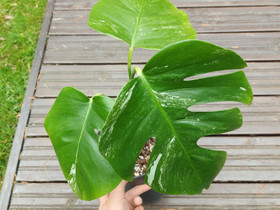 Monstera deliciosa variegata, Kasvit ja siemenet, Piha ja puutarha, Hollola, Tori.fi Monstera deliciosa variegata, Kasvit ja siemenet, Piha ja puutarha, Hollola, Tori.fi