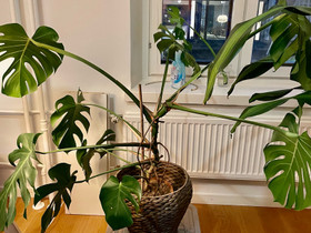 Iso peikonlehti, Kasvit ja siemenet, Piha ja puutarha, Helsinki, Tori.fi Iso peikonlehti, Kasvit ja siemenet, Piha ja puutarha, Helsinki, Tori.fi