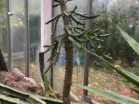 Tyräkki, Euphorbia, iso sisustuskasvi, Kasvit ja siemenet, Piha ja puutarha, Helsinki, Tori.fi Tyräkki, Euphorbia, iso sisustuskasvi, Kasvit ja siemenet, Piha ja puutarha, Helsinki, Tori.fi