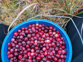 Karpaloita, Maatalous, Mikkeli, Tori.fi Karpaloita, Maatalous, Mikkeli, Tori.fi