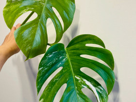 Monstera Variegata peikonlehti, Kasvit ja siemenet, Piha ja puutarha, Espoo, Tori.fi Monstera Variegata peikonlehti, Kasvit ja siemenet, Piha ja puutarha, Espoo, Tori.fi