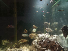 Malawi cichlids, Kalat ja akvaariot, Lemmikkieläimet, Maalahti, Tori.fi Malawi cichlids, Kalat ja akvaariot, Lemmikkieläimet, Maalahti, Tori.fi