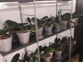Kukkia Orkidea ruukussa., Ruukut, kivet ja koristeet, Piha ja puutarha, Kokemäki, Tori.fi Kukkia Orkidea ruukussa., Ruukut, kivet ja koristeet, Piha ja puutarha, Kokemäki, Tori.fi