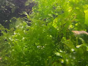 Salaattisammal Lomariopsis lineata, Kalat ja akvaariot, Lemmikkieläimet, Helsinki, Tori.fi Salaattisammal Lomariopsis lineata, Kalat ja akvaariot, Lemmikkieläimet, Helsinki, Tori.fi