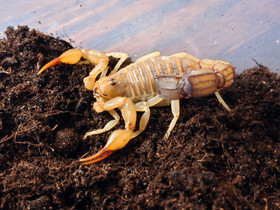 Androctonus australis - asumuksineen, Muut eläimet, Lemmikkieläimet, Vaasa, Tori.fi Androctonus australis - asumuksineen, Muut eläimet, Lemmikkieläimet, Vaasa, Tori.fi