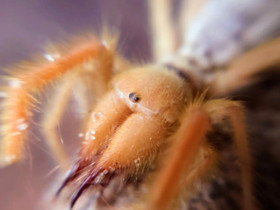 Solifugae asumuksineen, Muut eläimet, Lemmikkieläimet, Vaasa, Tori.fi Solifugae asumuksineen, Muut eläimet, Lemmikkieläimet, Vaasa, Tori.fi
