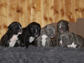 American Bully XL, Koirat, Lemmikkieläimet, Salo, Tori.fi American Bully XL, Koirat, Lemmikkieläimet, Salo, Tori.fi