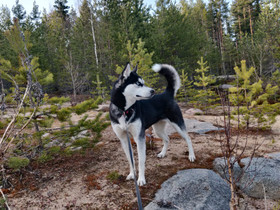 2v. Huskynarttu, Koirat, Lemmikkieläimet, Vantaa, Tori.fi 2v. Huskynarttu, Koirat, Lemmikkieläimet, Vantaa, Tori.fi