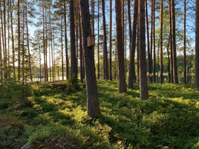 O: Metsätila tai palsta, Metsätilat ja maatilat, Kajaani, Tori.fi O: Metsätila tai palsta, Metsätilat ja maatilat, Kajaani, Tori.fi