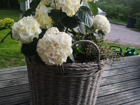 Iso muovi kori/ruukku, Ruukut, kivet ja koristeet, Piha ja puutarha, Lohja, Tori.fi Iso muovi kori/ruukku, Ruukut, kivet ja koristeet, Piha ja puutarha, Lohja, Tori.fi