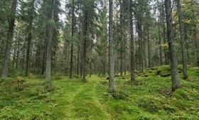 Haarantie, Vihteljärvi, Kankaanpää, Metsätilat ja maatilat, Kankaanpää, Tori.fi Haarantie, Vihteljärvi, Kankaanpää, Metsätilat ja maatilat, Kankaanpää, Tori.fi