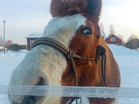 Etsin vuokrahevosta, Hevoset ja ponit, Hevoset ja hevosurheilu, Lapua, Tori.fi Etsin vuokrahevosta, Hevoset ja ponit, Hevoset ja hevosurheilu, Lapua, Tori.fi