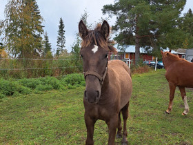 Eestinhevosvarsa vaihdetaan., Hevoset ja ponit, Hevoset ja hevosurheilu, Seinäjoki, Tori.fi Eestinhevosvarsa vaihdetaan., Hevoset ja ponit, Hevoset ja hevosurheilu, Seinäjoki, Tori.fi