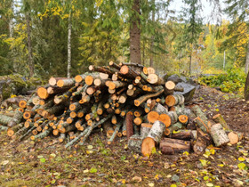 Puuta (Varattu), Metsätilat ja maatilat, Lempäälä, Tori.fi Puuta (Varattu), Metsätilat ja maatilat, Lempäälä, Tori.fi