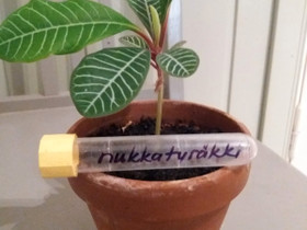 Siemenet nukkatyräkki, Kasvit ja siemenet, Piha ja puutarha, Tampere, Tori.fi Siemenet nukkatyräkki, Kasvit ja siemenet, Piha ja puutarha, Tampere, Tori.fi