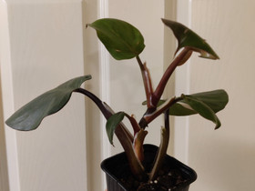 Philodendron white knight, Kasvit ja siemenet, Piha ja puutarha, Jyväskylä, Tori.fi Philodendron white knight, Kasvit ja siemenet, Piha ja puutarha, Jyväskylä, Tori.fi