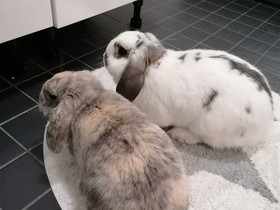 Kaksi ihanaa kääpiöluppakorvakania, Muut eläimet, Lemmikkieläimet, Kajaani, Tori.fi Kaksi ihanaa kääpiöluppakorvakania, Muut eläimet, Lemmikkieläimet, Kajaani, Tori.fi
