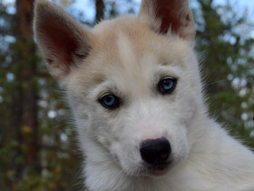 Siperianhusky narttu, Koirat, Lemmikkieläimet, Lapua, Tori.fi Siperianhusky narttu, Koirat, Lemmikkieläimet, Lapua, Tori.fi