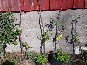 Huonokuntoinen pientila haussa, Metsätilat ja maatilat, Kuopio, Tori.fi Huonokuntoinen pientila haussa, Metsätilat ja maatilat, Kuopio, Tori.fi