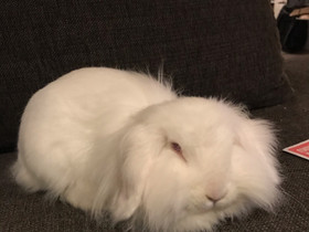 Pitkäkarvainen kääpiöluppa tyttökani, Jyrsijät, Lemmikkieläimet, Ilmajoki, Tori.fi Pitkäkarvainen kääpiöluppa tyttökani, Jyrsijät, Lemmikkieläimet, Ilmajoki, Tori.fi