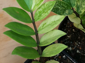 Palmuvehka variegata, Kasvit ja siemenet, Piha ja puutarha, Porvoo, Tori.fi Palmuvehka variegata, Kasvit ja siemenet, Piha ja puutarha, Porvoo, Tori.fi