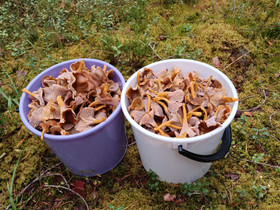 Suppilovahveroa, Hyvinvointi ja elintarvikkeet, Terveys ja hyvinvointi, Kuortane, Tori.fi Suppilovahveroa, Hyvinvointi ja elintarvikkeet, Terveys ja hyvinvointi, Kuortane, Tori.fi