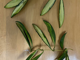 Hoya Wayetii Variegata pistokas, Kasvit ja siemenet, Piha ja puutarha, Espoo, Tori.fi Hoya Wayetii Variegata pistokas, Kasvit ja siemenet, Piha ja puutarha, Espoo, Tori.fi