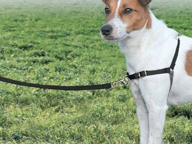 Petsafe vedonestovaljaat ja hihna, Koirien tarvikkeet, Lemmikkieläimet, Seinäjoki, Tori.fi Petsafe vedonestovaljaat ja hihna, Koirien tarvikkeet, Lemmikkieläimet, Seinäjoki, Tori.fi