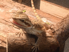 Kääpiö parta agama terraariolla, Muut eläimet, Lemmikkieläimet, Varkaus, Tori.fi Kääpiö parta agama terraariolla, Muut eläimet, Lemmikkieläimet, Varkaus, Tori.fi