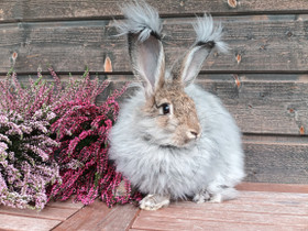 Angora naaras kasvattajalta, Muut eläimet, Lemmikkieläimet, Laukaa, Tori.fi Angora naaras kasvattajalta, Muut eläimet, Lemmikkieläimet, Laukaa, Tori.fi