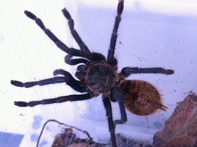 Chromatopelma cyaneopubescens asumuksineen, Muut eläimet, Lemmikkieläimet, Vaasa, Tori.fi Chromatopelma cyaneopubescens asumuksineen, Muut eläimet, Lemmikkieläimet, Vaasa, Tori.fi